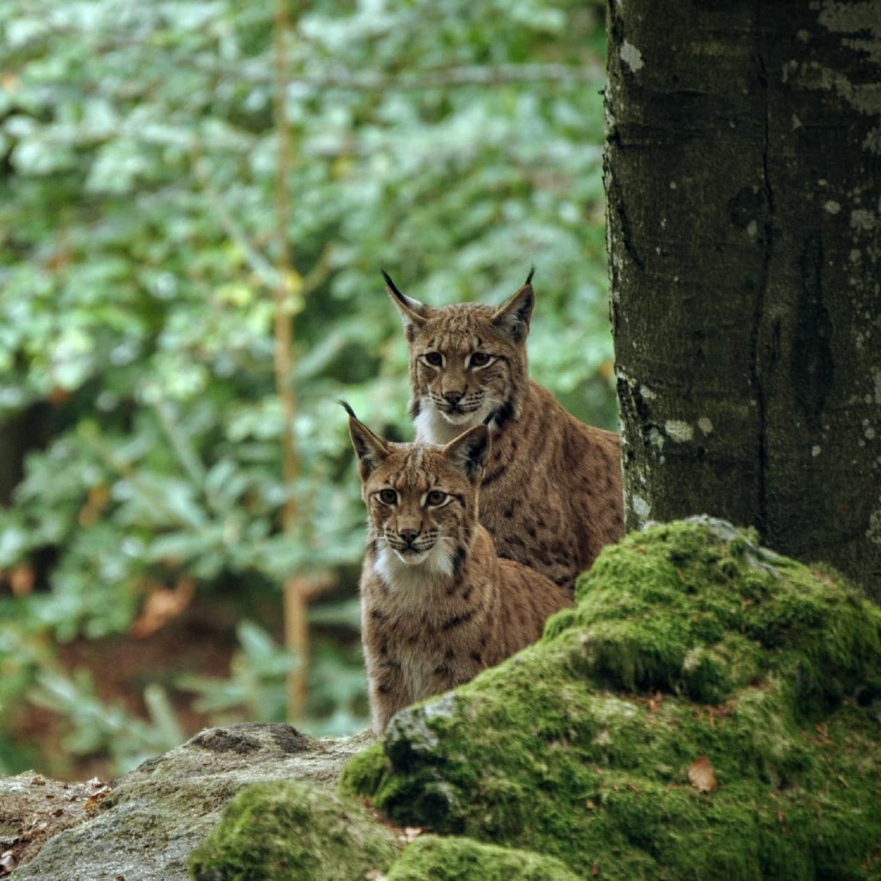 portfolios.animal - 9