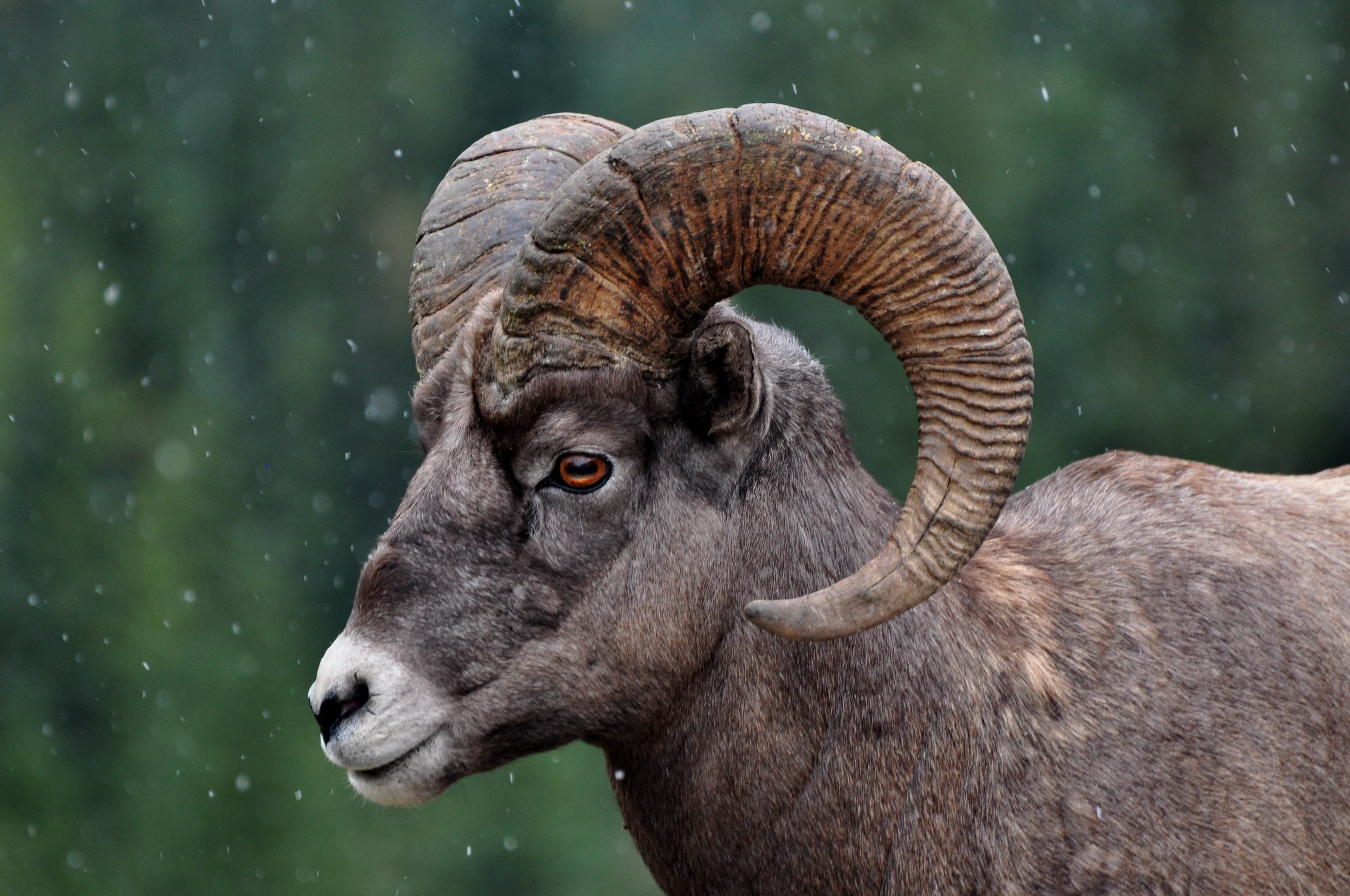 Mouflon d’Amérique